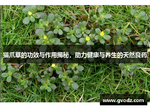 猫爪草的功效与作用揭秘，助力健康与养生的天然良药