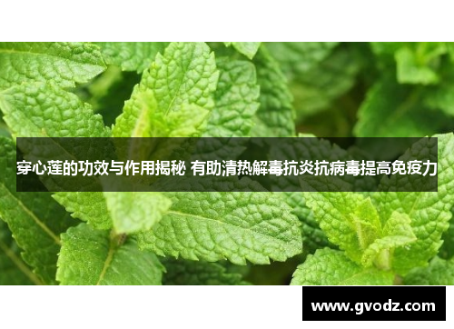 穿心莲的功效与作用揭秘 有助清热解毒抗炎抗病毒提高免疫力